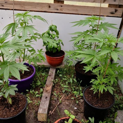 La Nizanaise growlog timeline photo