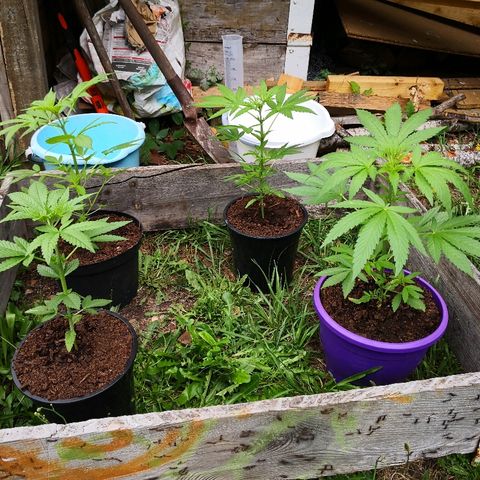 La Nizanaise growlog timeline photo