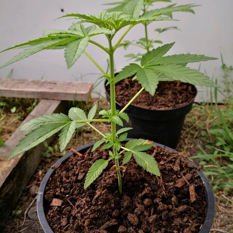 La Nizanaise growlog timeline photo