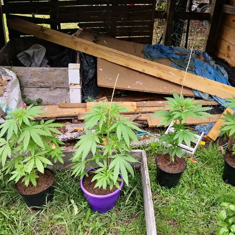 La Nizanaise growlog timeline photo