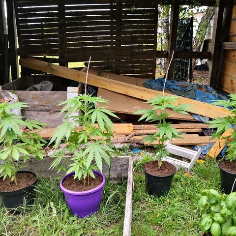 La Nizanaise growlog timeline photo