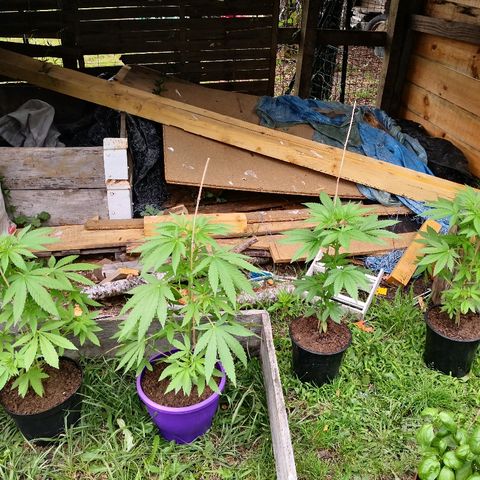 La Nizanaise growlog timeline photo