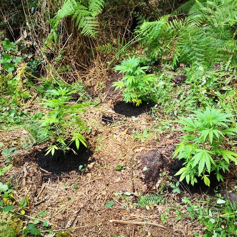 La Nizanaise growlog photo: Mise en terre dans les bois pour 3/4,et rempotage dans pot plus grand pour l'autre... 👍 