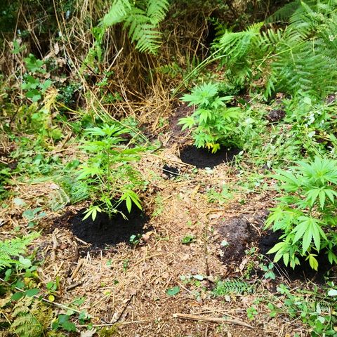 La Nizanaise growlog photo: Mise en terre dans les bois pour 3/4,et rempotage dans pot plus grand pour l'autre... 👍 