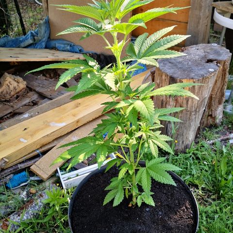 La Nizanaise growlog photo: Mise en terre dans les bois pour 3/4,et rempotage dans pot plus grand pour l'autre... 👍 