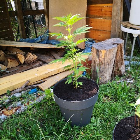 La Nizanaise growlog photo: Mise en terre dans les bois pour 3/4,et rempotage dans pot plus grand pour l'autre... 👍 