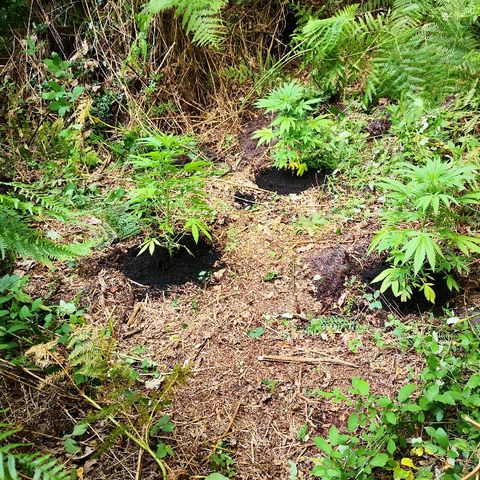 La Nizanaise growlog photo: Mise en terre dans les bois pour 3/4,et rempotage dans pot plus grand pour l'autre... 👍 