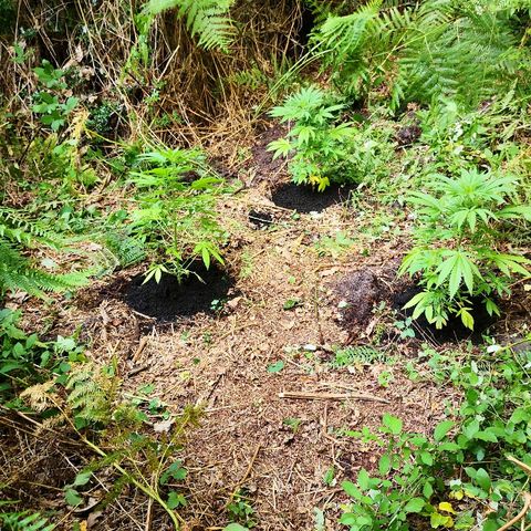 La Nizanaise growlog photo: Mise en terre dans les bois pour 3/4,et rempotage dans pot plus grand pour l'autre... 👍 