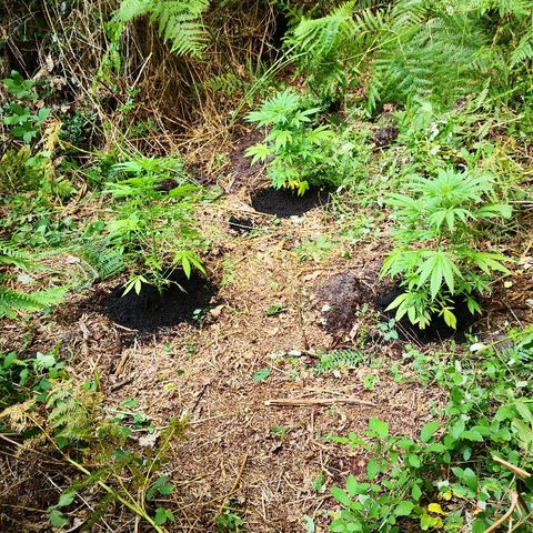 La Nizanaise growlog photo: Mise en terre dans les bois pour 3/4,et rempotage dans pot plus grand pour l'autre... 👍 