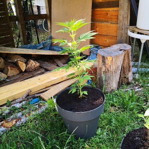 La Nizanaise growlog photo: Mise en terre dans les bois pour 3/4,et rempotage dans pot plus grand pour l'autre... 👍 