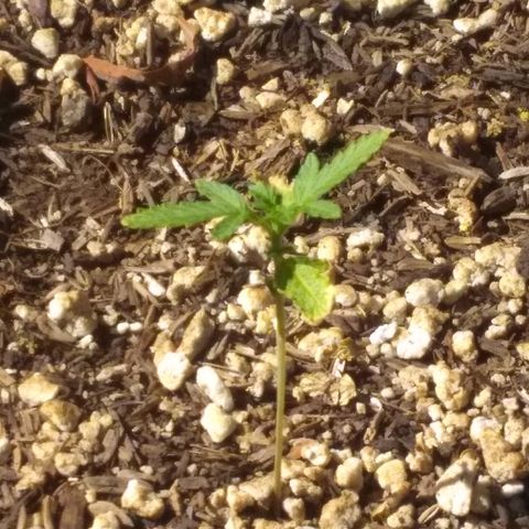 THC Bomb Auto growlog timeline photo