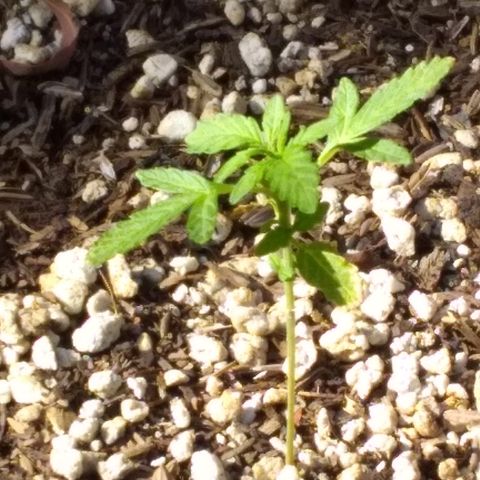THC Bomb Auto growlog timeline photo