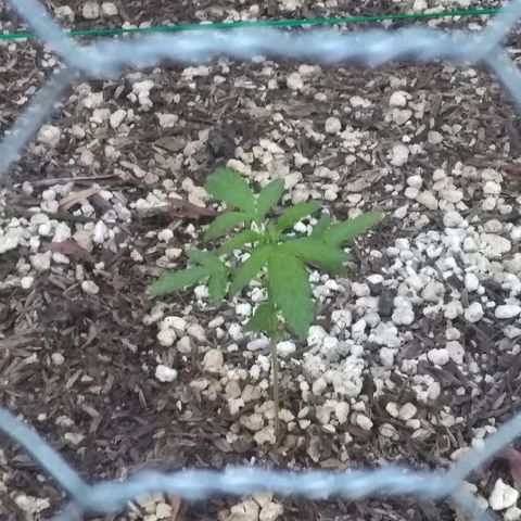 THC Bomb Auto growlog timeline photo