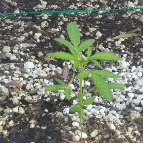 THC Bomb Auto growlog timeline photo
