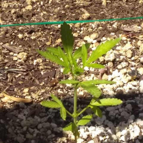 THC Bomb Auto growlog timeline photo