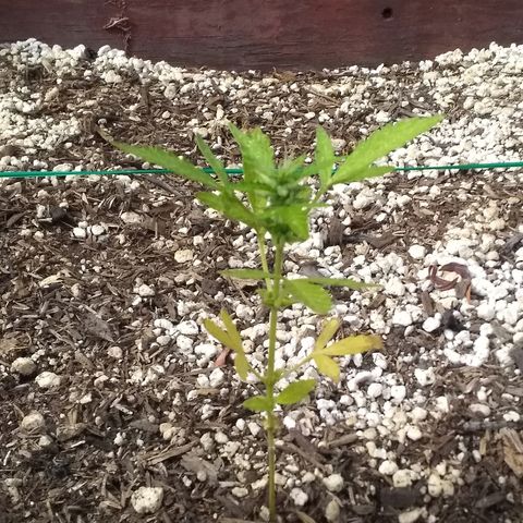 THC Bomb Auto growlog timeline photo