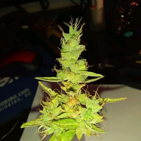 THC Bomb Auto growlog timeline photo