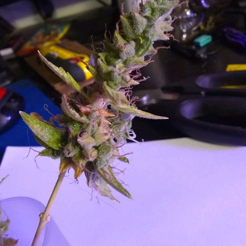 THC Bomb Auto growlog timeline photo