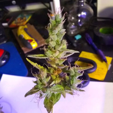 THC Bomb Auto growlog timeline photo