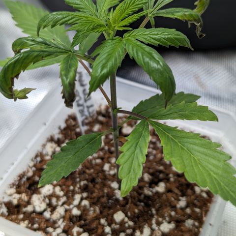 Purple Panty Dropper  growlog timeline photo