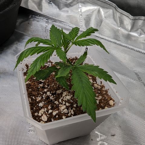 Alaskan Thunder Fuck  growlog timeline photo