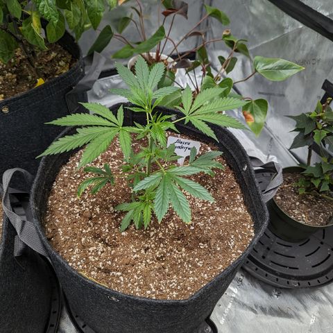Alaskan Thunder Fuck  growlog timeline photo