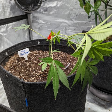 Purple Panty Dropper  growlog timeline photo