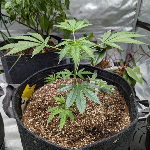 Alaskan Thunder Fuck  growlog timeline photo