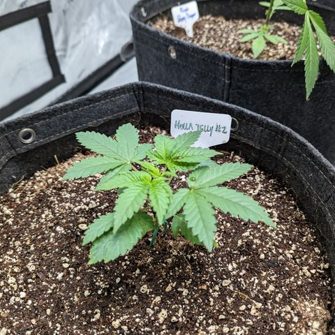 Hella Jelly growlog timeline photo