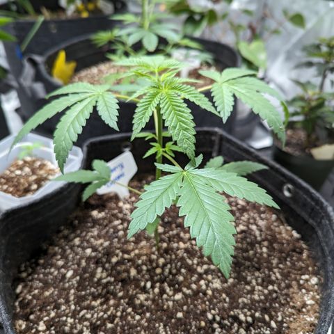 Blueberry Cupcake  growlog timeline photo