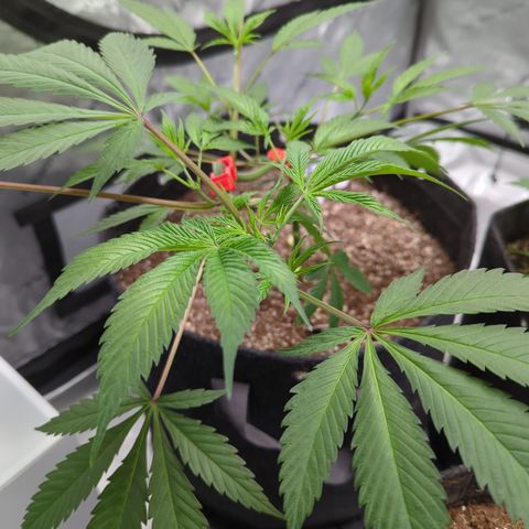 Purple Panty Dropper  growlog timeline photo