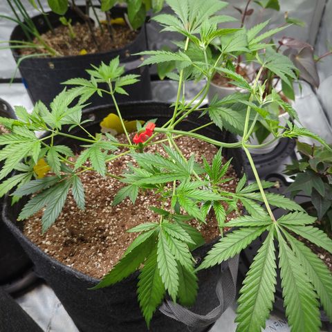 Alaskan Thunder Fuck  growlog timeline photo
