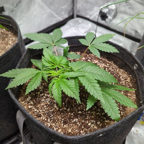 Hella Jelly growlog timeline photo