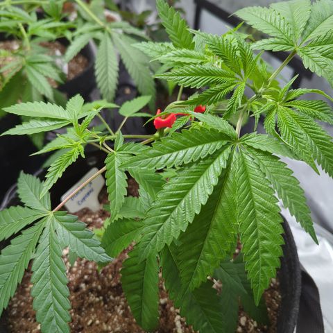 Blueberry Cupcake  growlog timeline photo