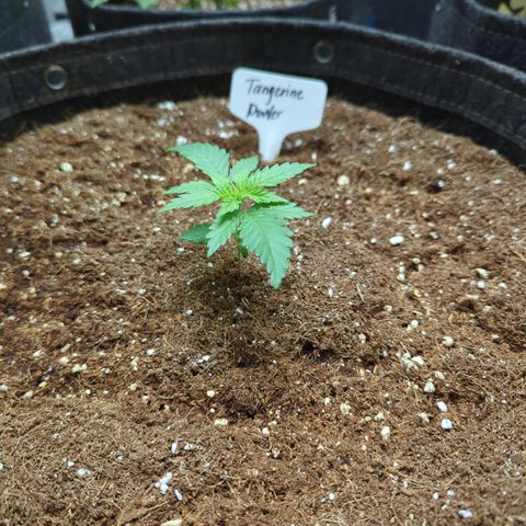 Tangerine Power growlog timeline photo