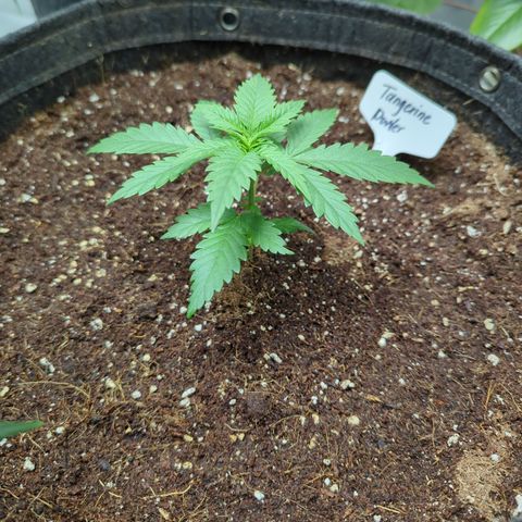 Tangerine Power growlog timeline photo