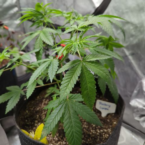 Blueberry Cupcake  growlog timeline photo
