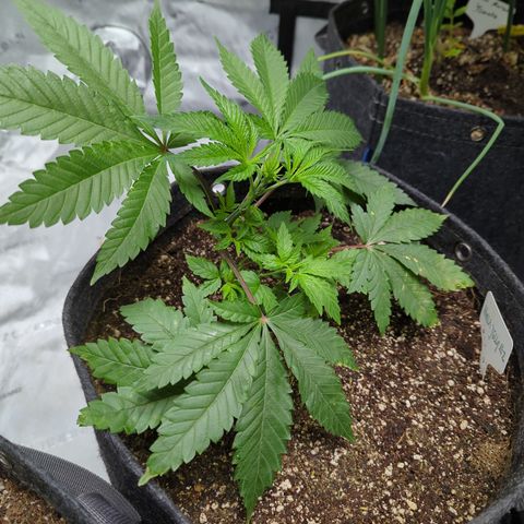 Hella Jelly growlog timeline photo