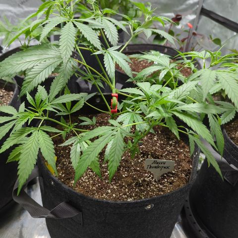 Alaskan Thunder Fuck  growlog timeline photo