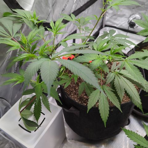 Purple Panty Dropper  growlog timeline photo