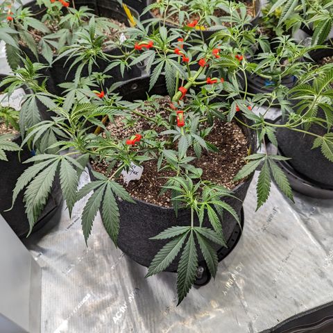 Alaskan Thunder Fuck  growlog timeline photo