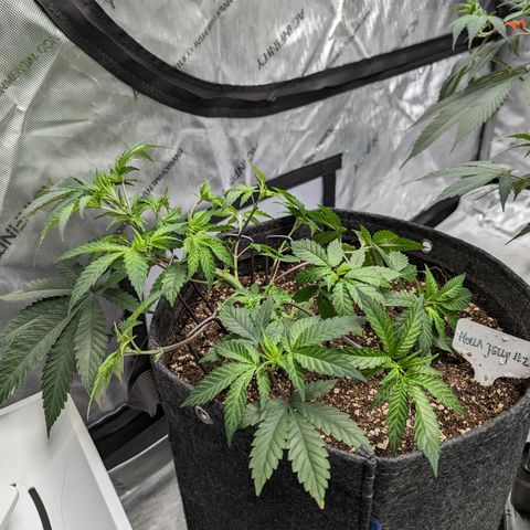 Hella Jelly growlog timeline photo