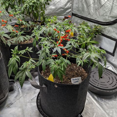 Blueberry Cupcake  growlog timeline photo