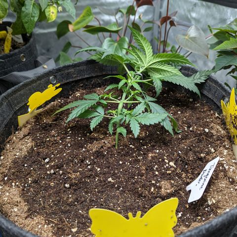 Tangerine Power growlog timeline photo