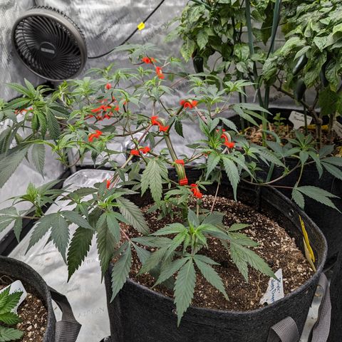 Purple Panty Dropper  growlog timeline photo