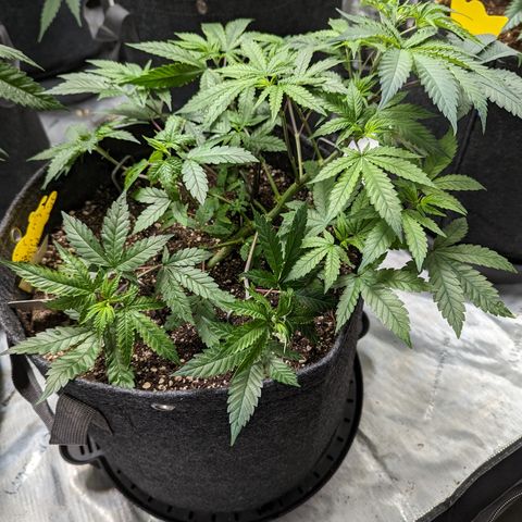 Hella Jelly growlog timeline photo
