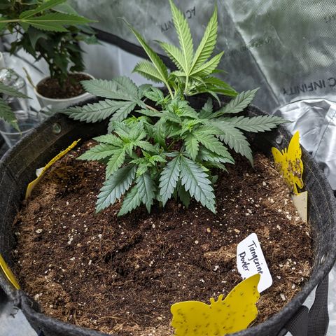 Tangerine Power growlog timeline photo
