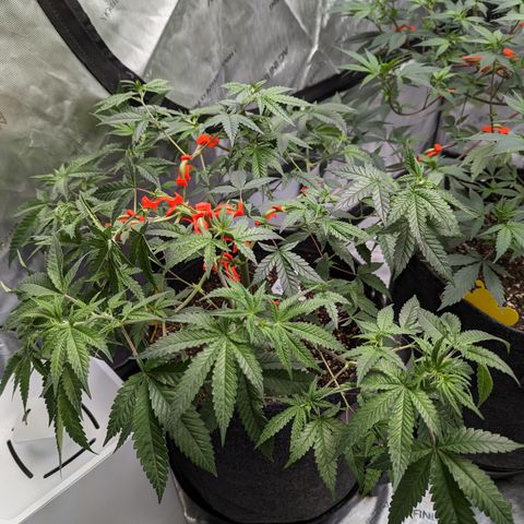 Blueberry Cupcake  growlog timeline photo
