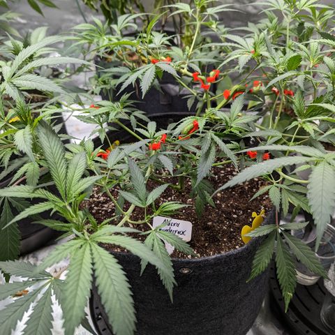 Alaskan Thunder Fuck  growlog timeline photo