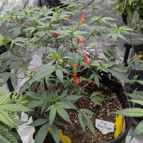 Purple Panty Dropper  growlog timeline photo